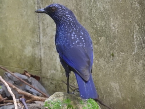 Blue Whistling-Thrush